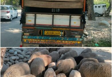 Police recover 41 stolen sheep in Pulwama; two booked