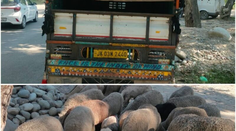Police recover 41 stolen sheep in Pulwama; two booked