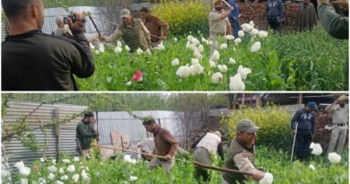 Police destroys poppy cultivation in Pulwama