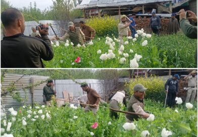 Police destroys poppy cultivation in Pulwama