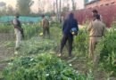 Anantnag Police Intensifies Crackdown on Illegal Poppy Cultivation; Multiple Cases Registered