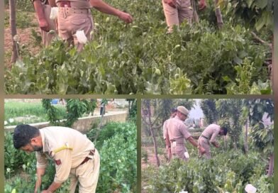 Poppy Cultivation Busted in Woyen, FIR Registered as Police Intensify Anti-Drug Drive