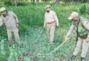 Police destroys illegal cultivation, conducts awareness drives in anti-drug campaign in Pulwama