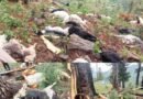 Lightning Strike Kills Over 60 Livestock in Pahalgam