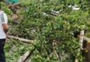 Woman Succumbs a Day After Husband Died in Tree Collapse During Windstorm in Anantnag