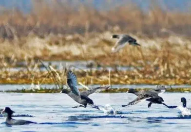 CAG warns of Hokersar lake’s ecological decline, flags large-scale encroachment