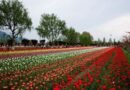 Tulip garden Srinagar to be closed for public on April 16