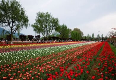 Tulip garden Srinagar to be closed for public on April 16