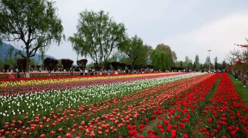 Tulip garden Srinagar to be closed for public on April 16